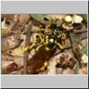 Banchus sp - Schlupfwespe 04d 12mm OS-Wallenhorst-Lehmkuhle.jpg